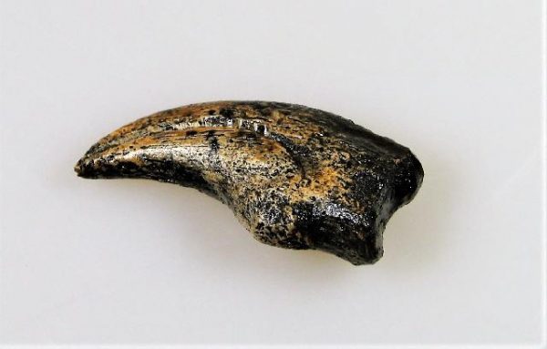 Replica Nanotyrannus Hand Claw For Sale -2