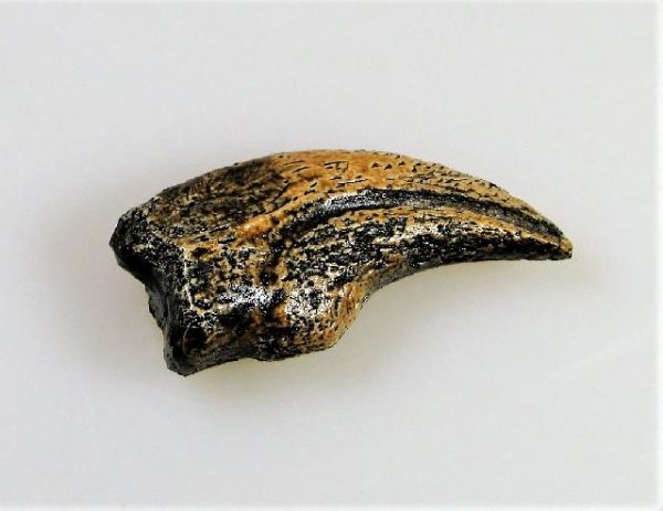 Replica Nanotyrannus Hand Claw For Sale