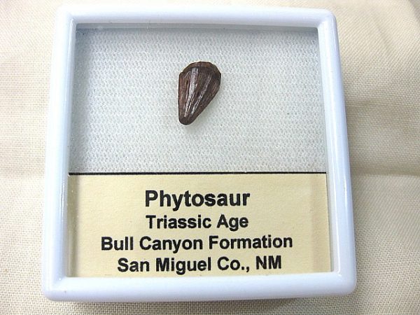 Phytosaur Tooth #1