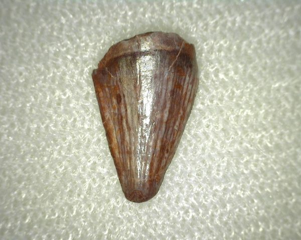 Phytosaur Tooth #1 - Image 2