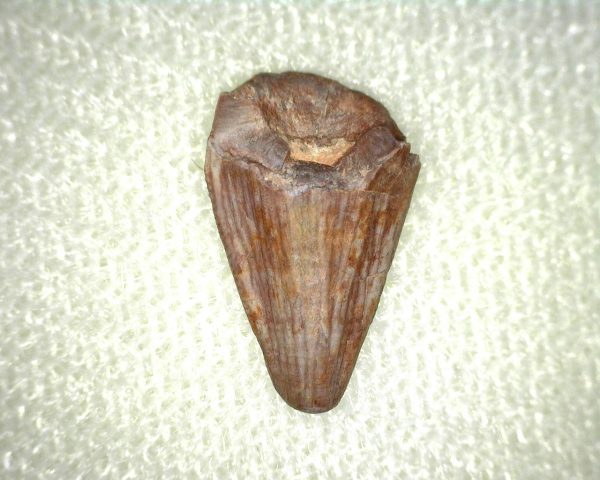 Phytosaur Tooth #1 - Image 3