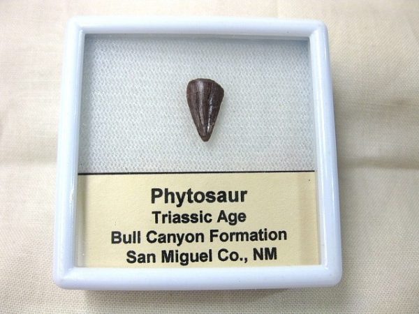 Phytosaur Tooth #2