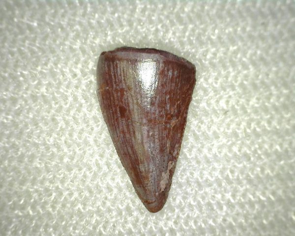 Phytosaur Tooth #2 - Image 2