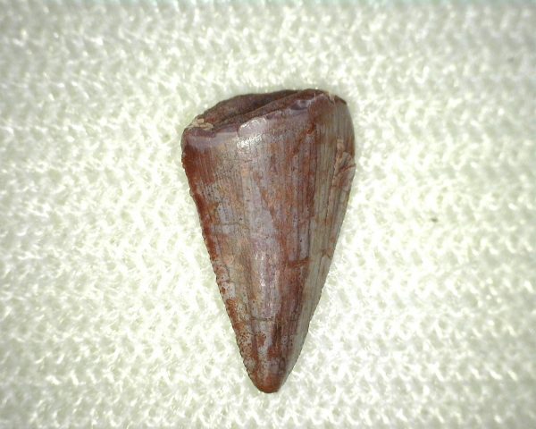 Phytosaur Tooth #2 - Image 3