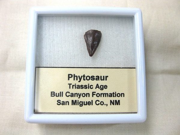 Phytosaur Tooth #3