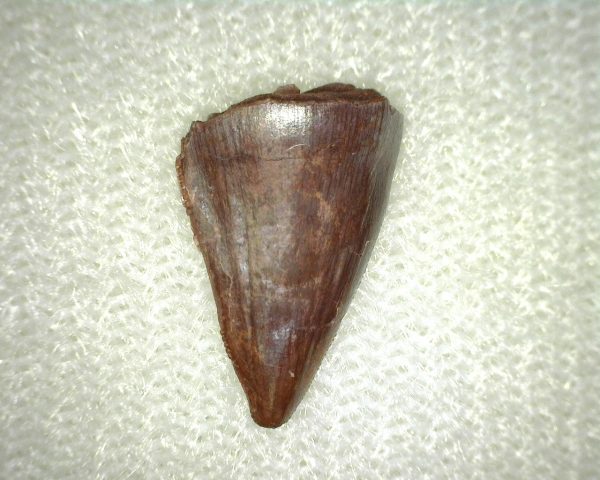 Phytosaur Tooth #3 - Image 3