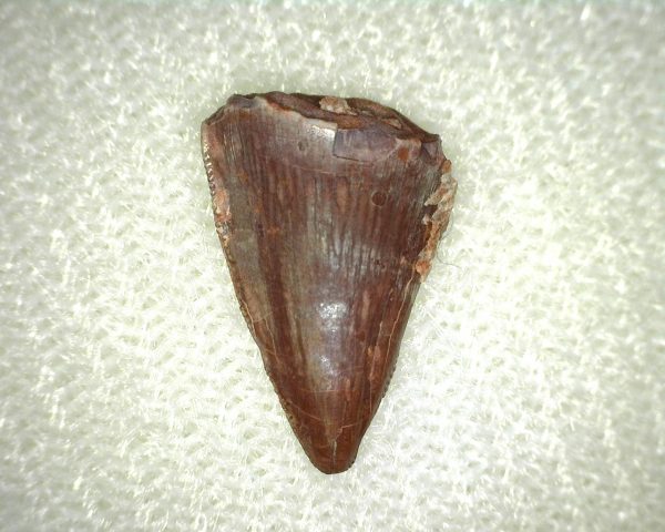 Phytosaur Tooth #3 - Image 2