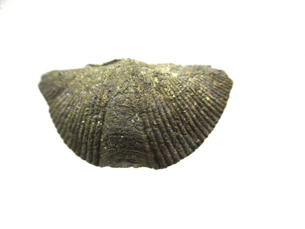 Sylvania Ohio Pyritized Brachiopod #1