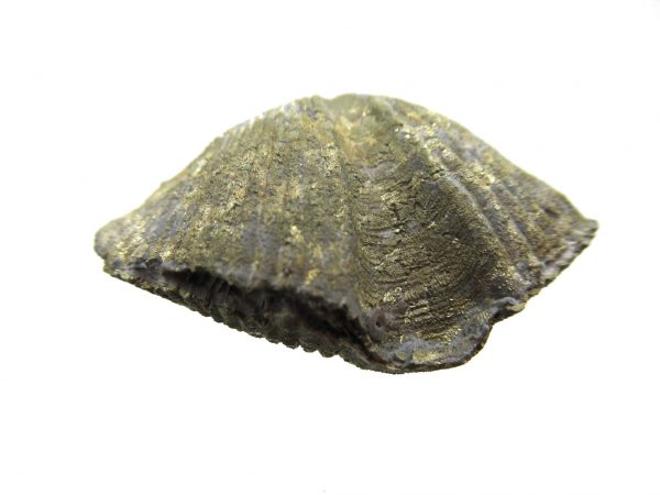 Sylvania Ohio Pyritized Brachiopod #10