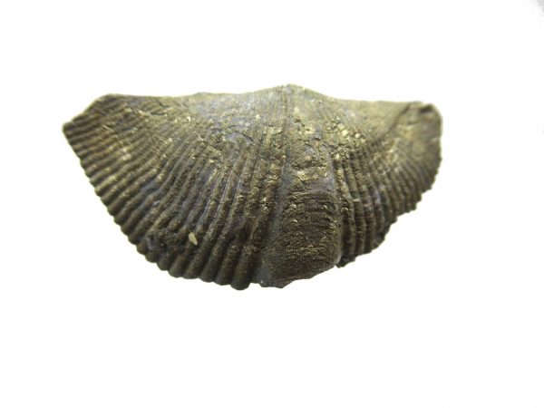 Sylvania Ohio Pyritized Brachiopod #10 - Image 2