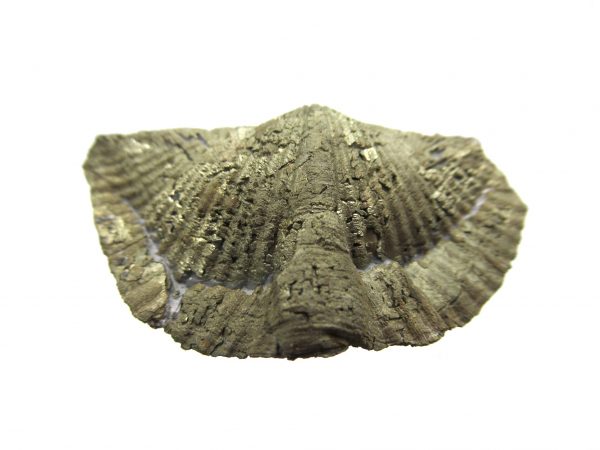 Sylvania Ohio Pyritized Brachiopod #11