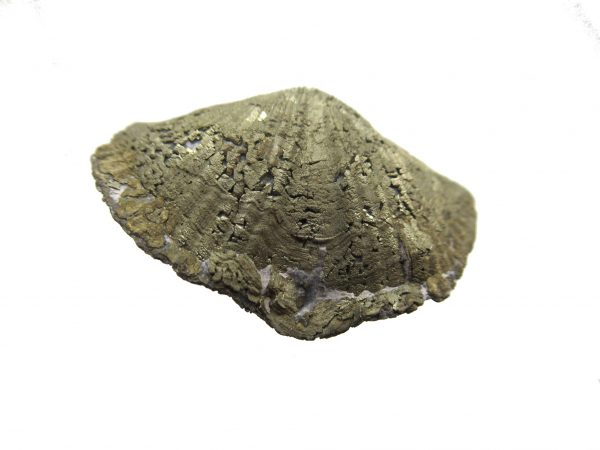 Sylvania Ohio Pyritized Brachiopod #11 - Image 2