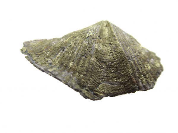 Sylvania Ohio Pyritized Brachiopod #12