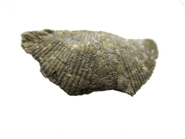 Sylvania Ohio Pyritized Brachiopod #12 - Image 2