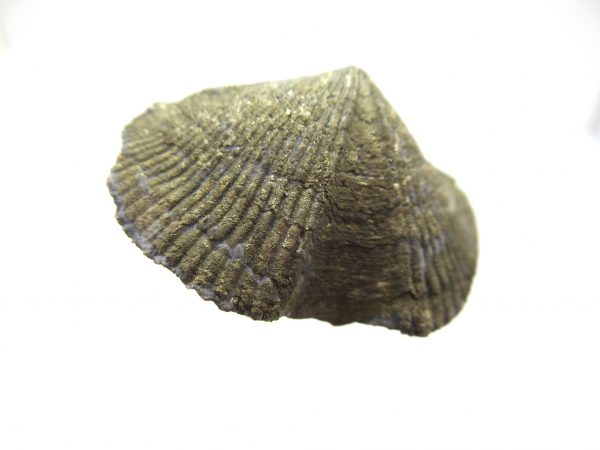 Sylvania Ohio Pyritized Brachiopod #13