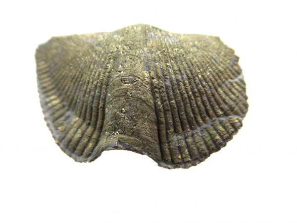 Sylvania Ohio Pyritized Brachiopod #13 - Image 2