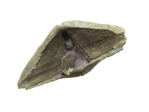 Sylvania Ohio Pyritized Brachiopod #13 - Image 3