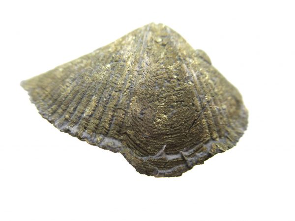 Sylvania Ohio Pyritized Brachiopod #14