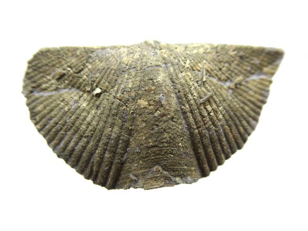 Sylvania Ohio Pyritized Brachiopod #14 - Image 2