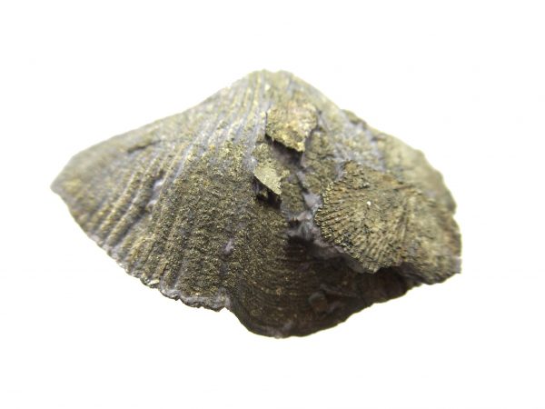 Sylvania Ohio Pyritized Brachiopod #15