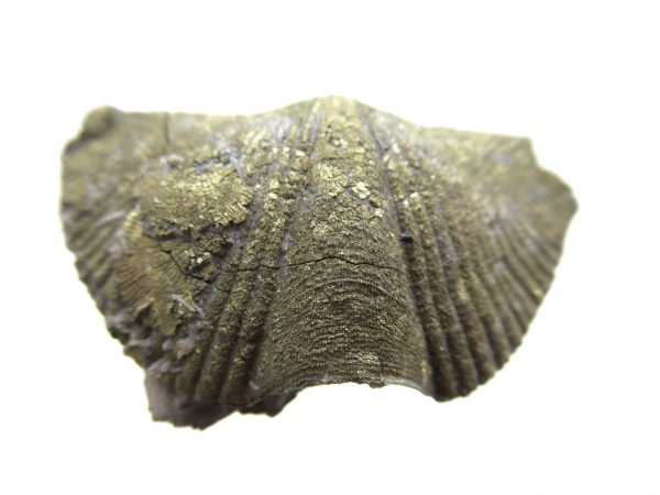 Sylvania Ohio Pyritized Brachiopod #15 - Image 2