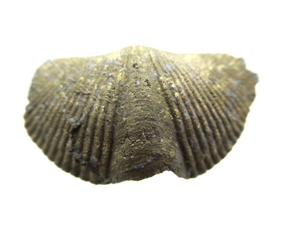 Sylvania Ohio Pyritized Brachiopod #16