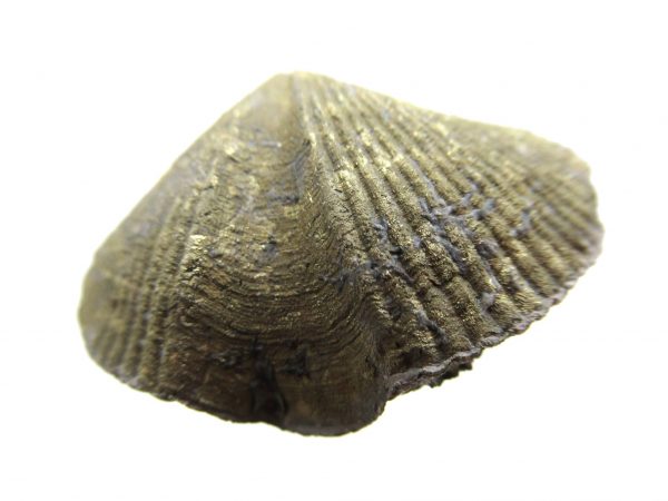 Sylvania Ohio Pyritized Brachiopod #16 - Image 2