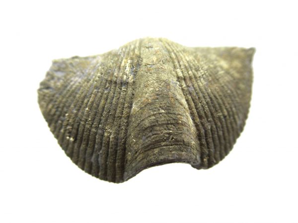 Sylvania Ohio Pyritized Brachiopod #17