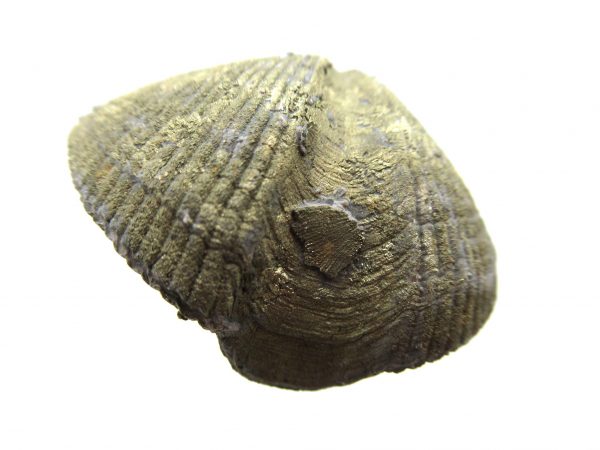 Sylvania Ohio Pyritized Brachiopod #17 - Image 2