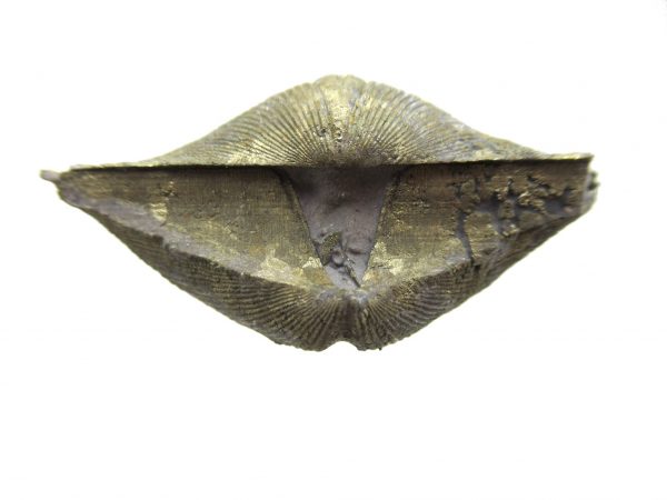 Sylvania Ohio Pyritized Brachiopod #17 - Image 3