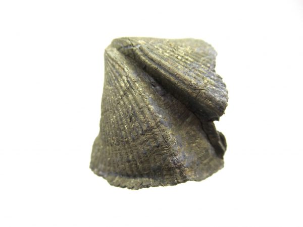 Sylvania Ohio Pyritized Brachiopod #18