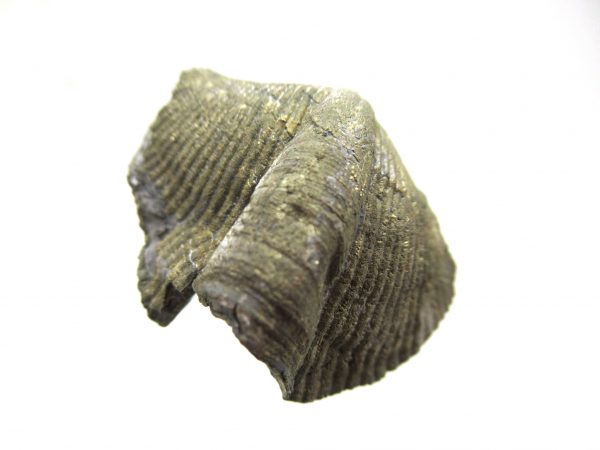 Sylvania Ohio Pyritized Brachiopod #18 - Image 2