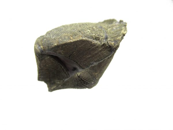 Sylvania Ohio Pyritized Brachiopod #18 - Image 3