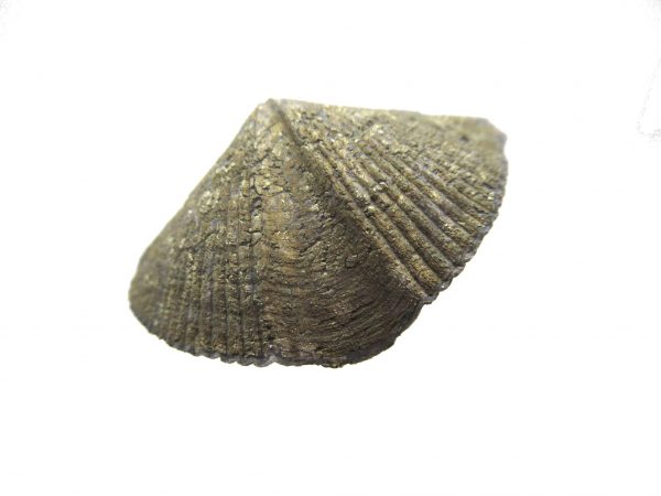 Sylvania Ohio Pyritized Brachiopod #1 - Image 2