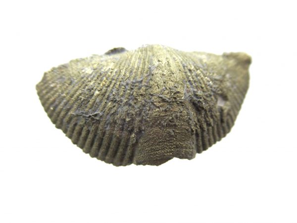 Sylvania Ohio Pyritized Brachiopod #2