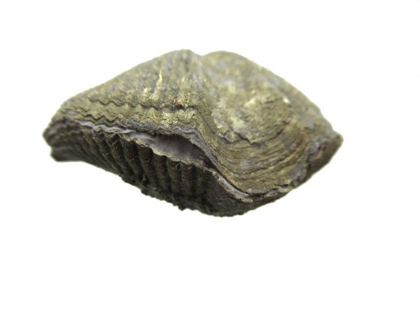 Sylvania Ohio Pyritized Brachiopod #2 - Image 2