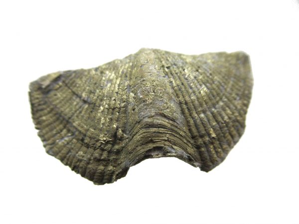 Sylvania Ohio Pyritized Brachiopod #3