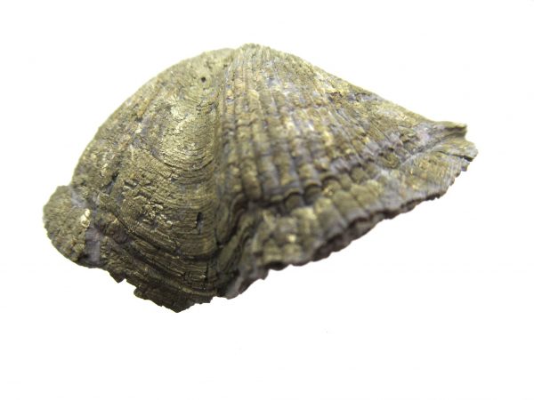 Sylvania Ohio Pyritized Brachiopod #3 - Image 2