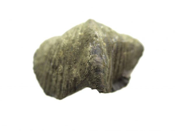 Sylvania Ohio Pyritized Brachiopod #4