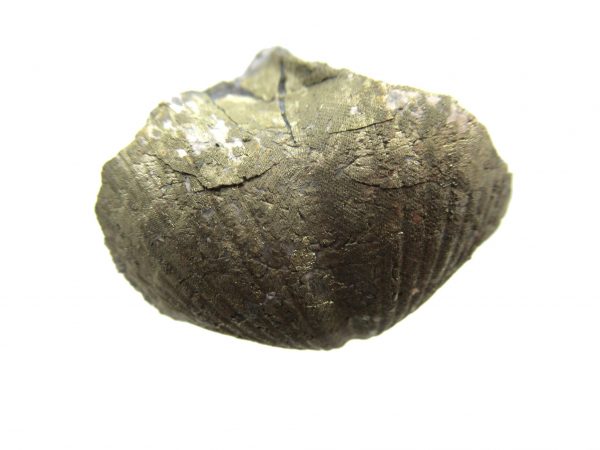 Sylvania Ohio Pyritized Brachiopod #4 - Image 2