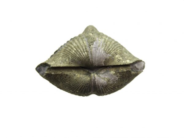 Sylvania Ohio Pyritized Brachiopod #4 - Image 3