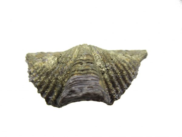 Sylvania Ohio Pyritized Brachiopod #5