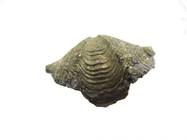 Sylvania Ohio Pyritized Brachiopod #5 - Image 2