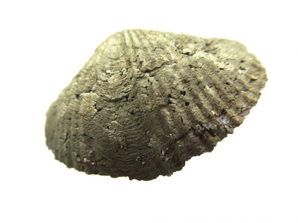 Sylvania Ohio Pyritized Brachiopod #6