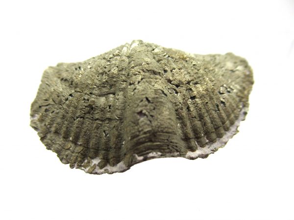 Sylvania Ohio Pyritized Brachiopod #6 - Image 2