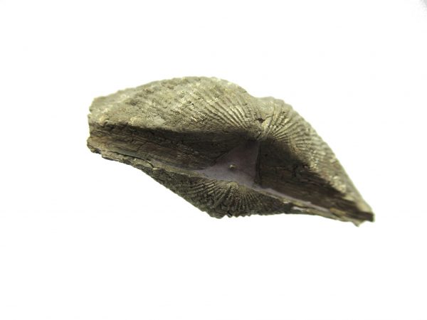 Sylvania Ohio Pyritized Brachiopod #6 - Image 3