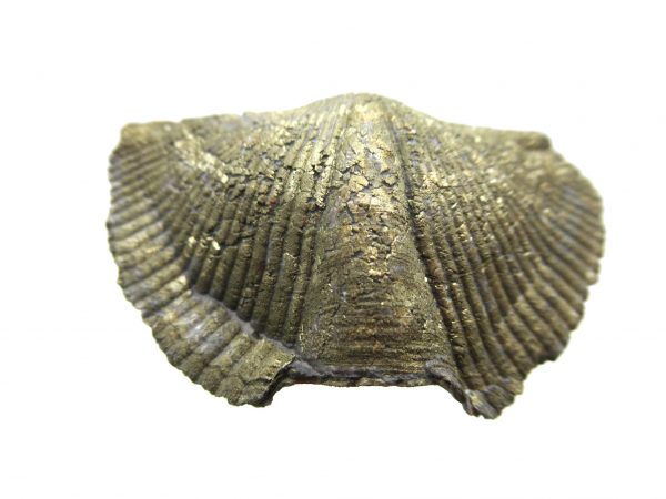 Sylvania Ohio Pyritized Brachiopod #7