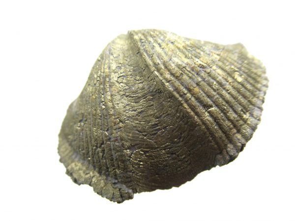 Sylvania Ohio Pyritized Brachiopod #7 - Image 2