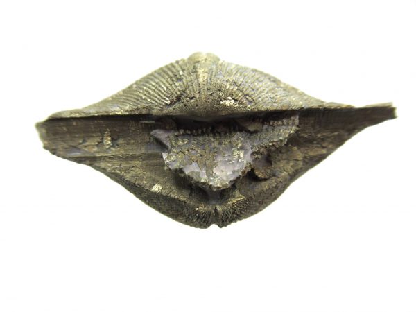 Sylvania Ohio Pyritized Brachiopod #7 - Image 3