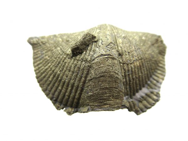 Sylvania Ohio Pyritized Brachiopod #8